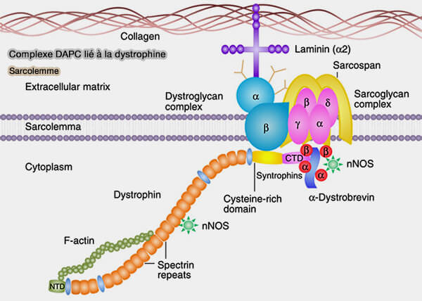 Complexe DAPC lié à la dystrophine