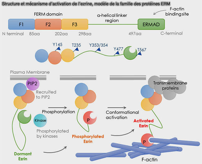 Structure et mécanisme d'activation de l'ezrine, modèle de la famille des protéines ERM