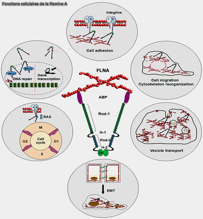 Fonctions cellulaires de la filamine