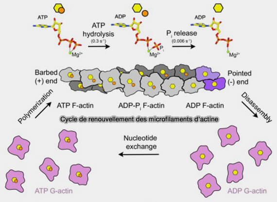 Cycle de renouvellement des microfilaments d'actine
