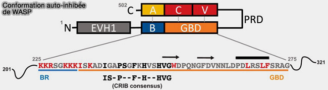 Conformation auto-inhibée de WASP