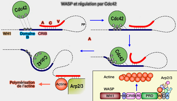 WASP et la régulation par Cdc42