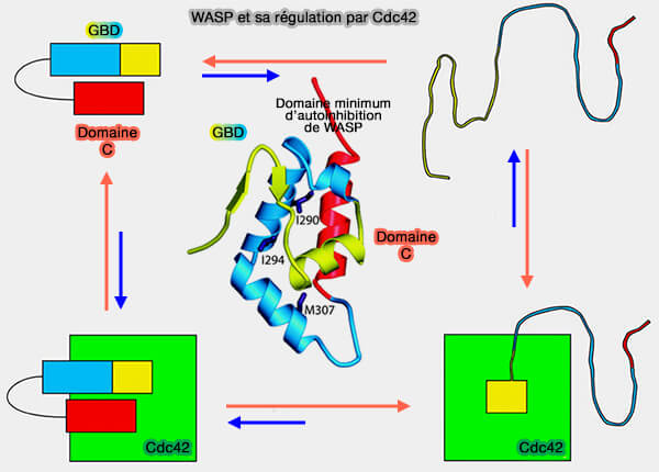 WASP et la régulation par Cdc42