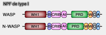 WASP et N-WASP (NPF de type I)