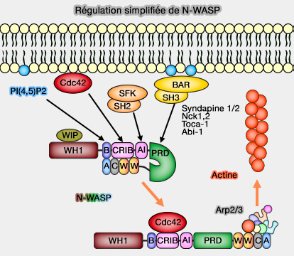 Régulation simplifiée des N-WASP