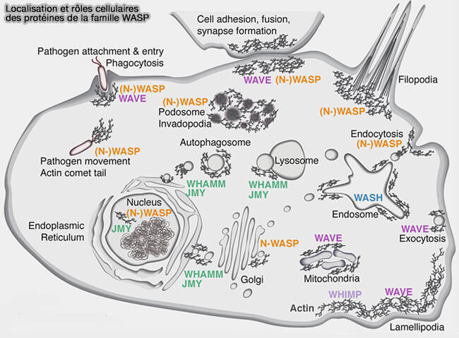Localisation et rôles cellulaires des protéines de la famille WASP
