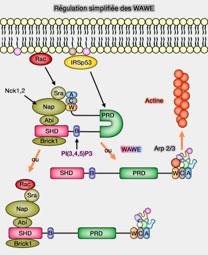 Régulation simplifiée des WAVE