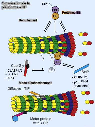 Interaction EB1/CLIP-70