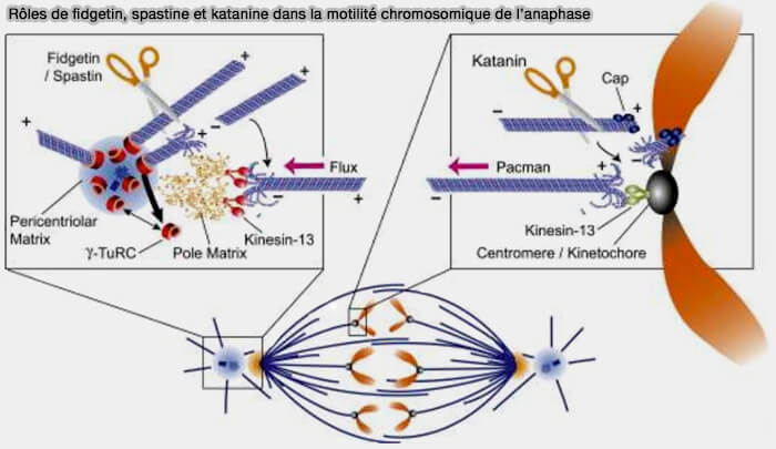 Rôles de fidgetin, spastine et katanine dans la motilité chromosomique de l’anaphase