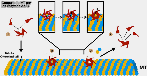 Coupure du microtubule par les enzymes AAA+