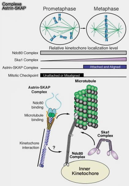 Complexe Astrin-Skap