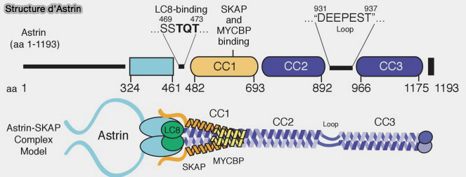 Structure et interactions d'Astrin