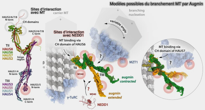 Modèles possibles du branchement MT par l'augmine