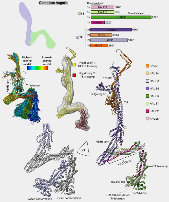Structure du complexe augmine