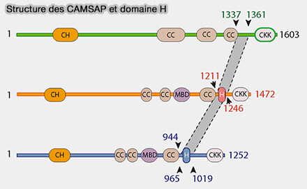 Structure des CAMSAP et domaine H