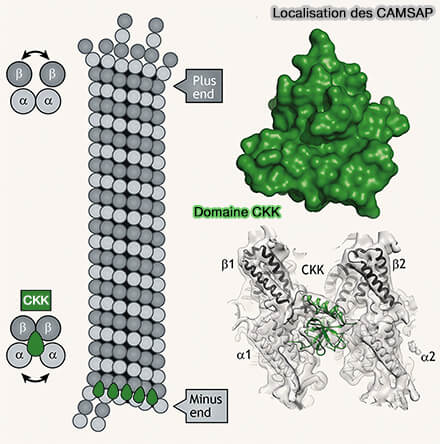Localisation des CAMSAP