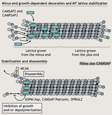 Structure des CAMSAP et domaine H