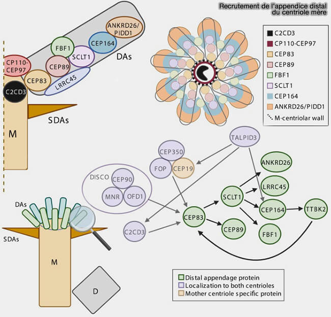 Recrutement de l’appendice distal du centriole mère