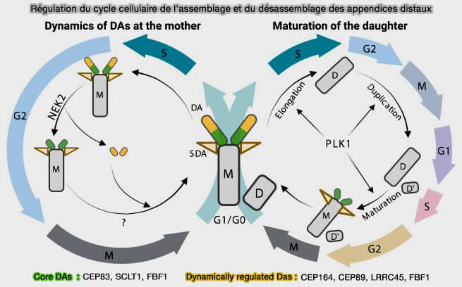 Régulation de la duplication des centrioles
