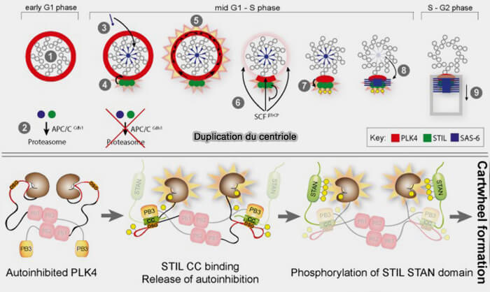 Duplication du centriole