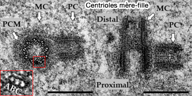 Centrioles mère/fille