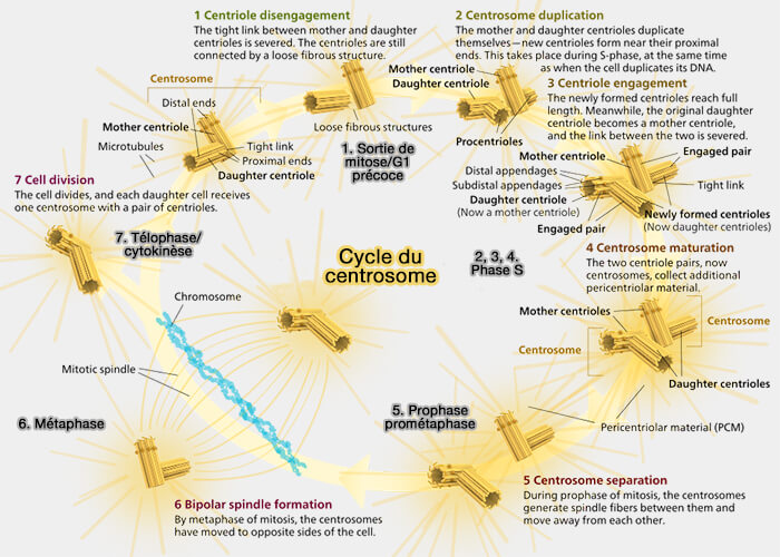 Cycle du centrosome