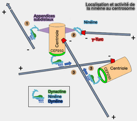 Localisation et activité de la ninéine au centrosome