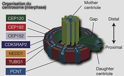 Organisation du centrosome (interphase)