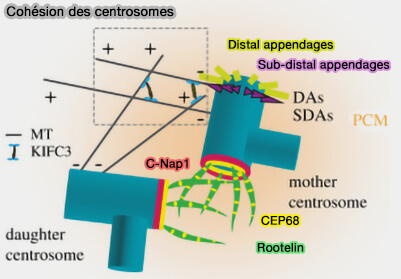 Cohésion des centrosomes