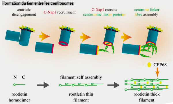 Formation du lien entre centrosomes