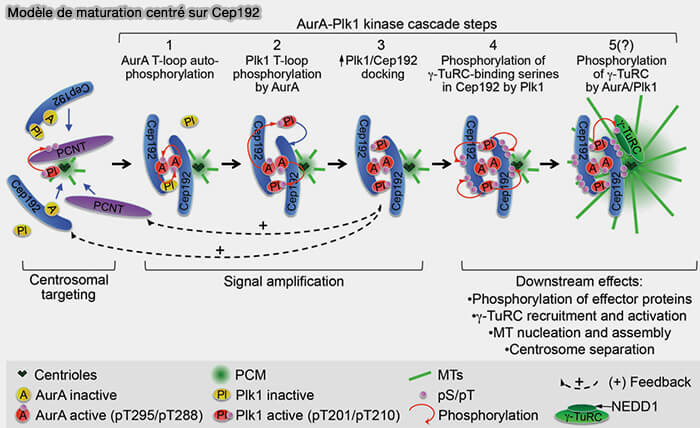 Modèle de maturation centré sur CEP192