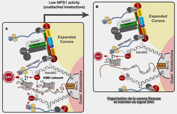 Corona fibreuse et maintien du SAC