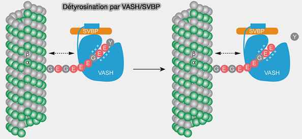 Détyrosination par VASH/SVBP