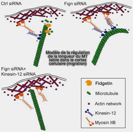 Fidgetin, longueur des MT et migration