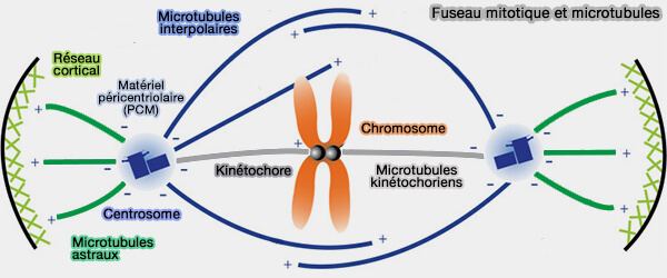 Fuseau mitotique et microtubules