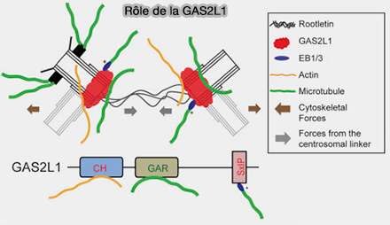 Rôle de GAS2L1