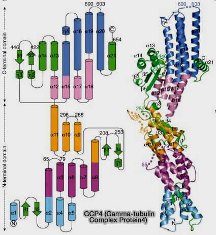 Structure de la GPC4