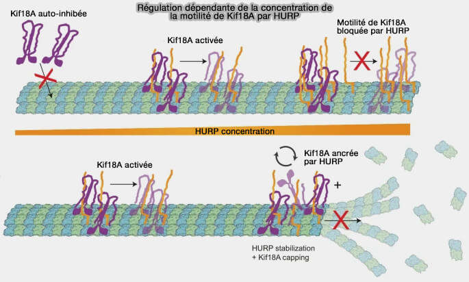 HURP et interactions avec Kif18A