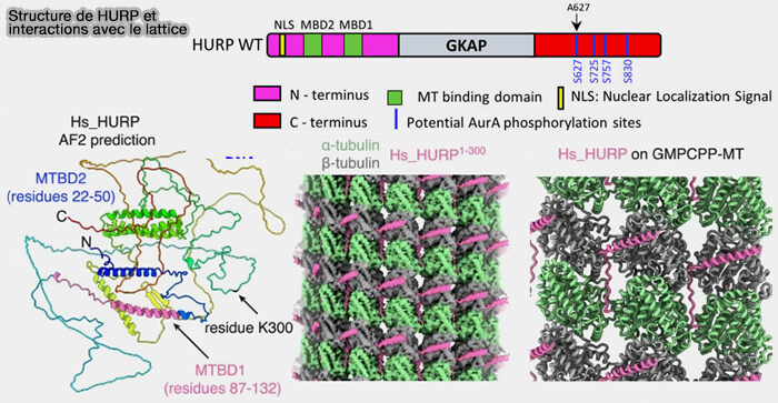 Modèle de la régulation de la kinésine-1 par MAP7 (ensconsin)