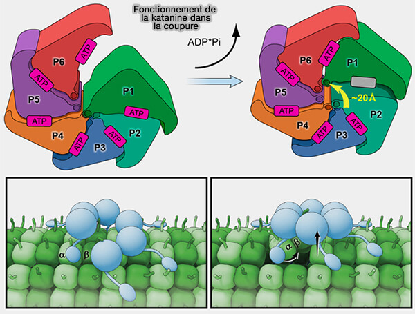 Fonctions de diverses protéases AAA mitochondriales