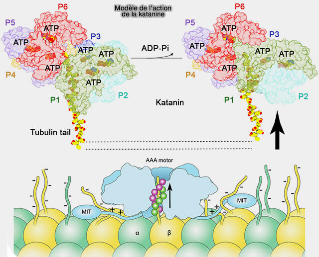 Modèle de l'action de la katanine
