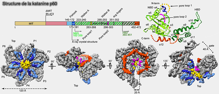 Structure de la katanine p60