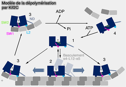 Modèle de dépolymérisation par Kif2C