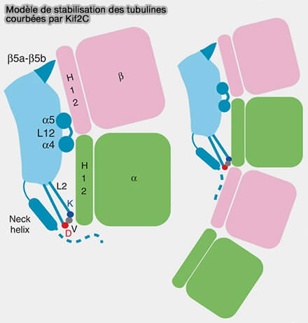 Modèle de stabilisation des tubulines courbées par Kif2C