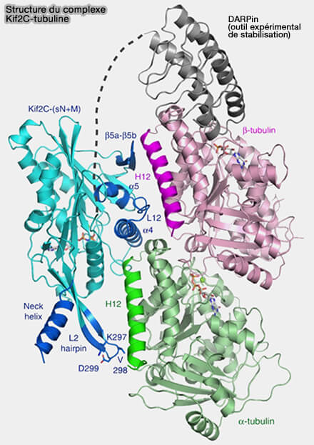 Structure du complexe Kif2C–tubuline 