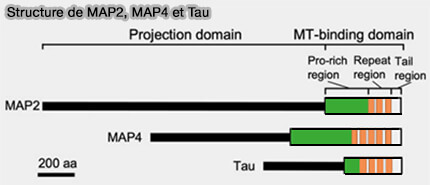 Structure de MAP2, MAP4 et Tau