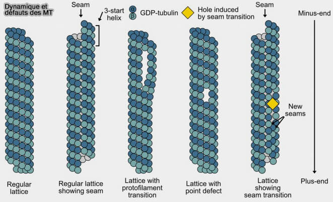 Dynamique et défauts des microtubules