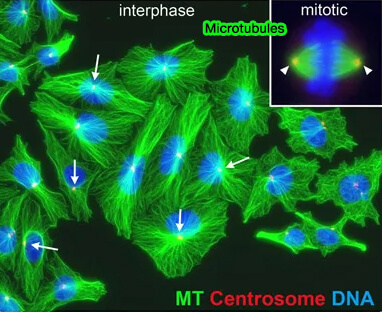 Microtubules