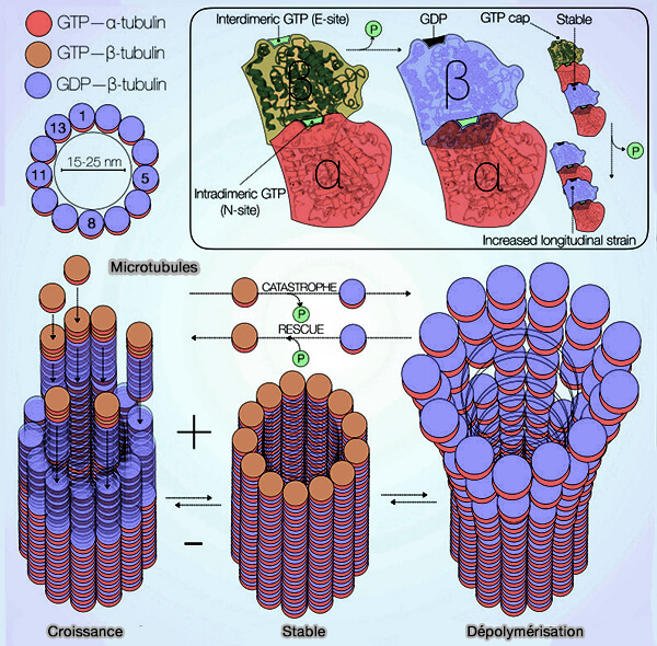 Structure microtubulaire et instabilité dynamique