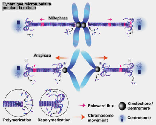 Dynamique microtubulaire pendant la mitose